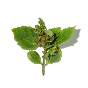 Hoắc Hương (Patchouli)